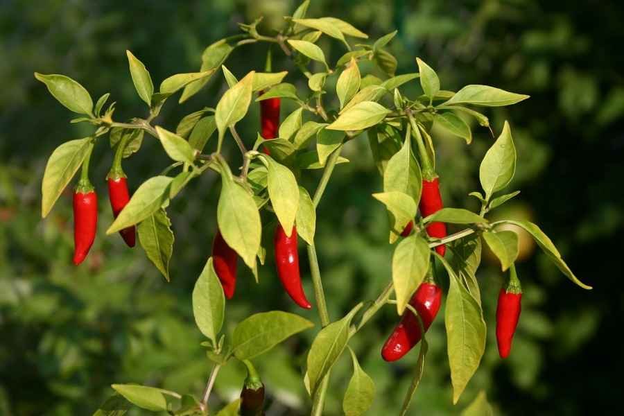 chilli-peppers-501 chilli-peppers-501